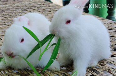 cute baby bunnies/rabbit