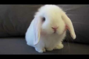 cute baby bunny washing her face