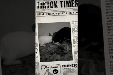 Cat and rabbit love so cute and funny