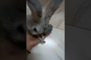 Mother bunny licking & cleaning her sleeping Baby bunny  🐰 ♥️
