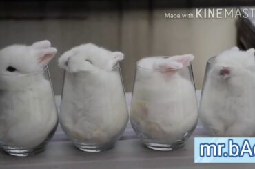 Cute rabbit status mr bad ...