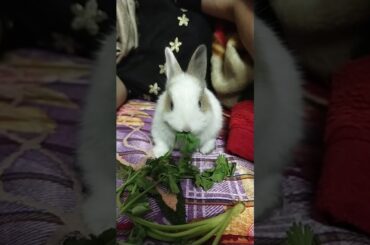 Little baby rabbit eating coriander leaf👑👑👑😊