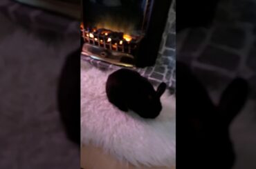 lazy day for cute rabbit popo $cat coco #cats#rabbit