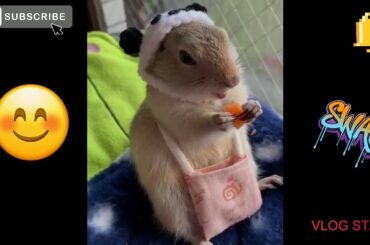 Littel Cute Bunny Eating Carretos