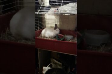 My cute rabbit called carl♡