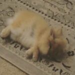 Cutest bunny flopping