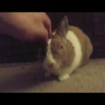My Cute Rabbit Gets Pet Then Cleans His Ears. CUTEST THING EVER.