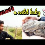 Rescued wild baby Rabbit || Difference between wild and Domestic Rabbit