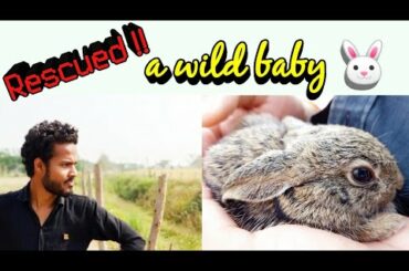 Rescued wild baby Rabbit || Difference between wild and Domestic Rabbit