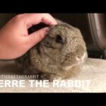 Cute bunny Pierre daily :) - Pierre the Rabbit