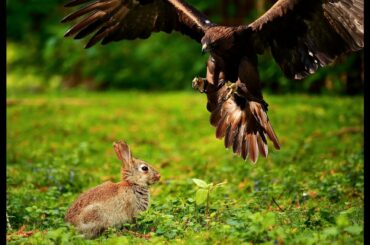 Creative Rabbit Trap | Cute Baby Bunny Rabbit Videos |  Funny Bunny Baby