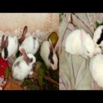 A Day With our Rabbit farm | Rabbit farm in Assam | Assam rabbit farming