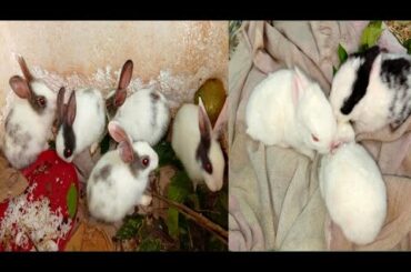 A Day With our Rabbit farm | Rabbit farm in Assam | Assam rabbit farming