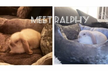 MEET RALPHY OUR ADORABLE BABY RABBIT