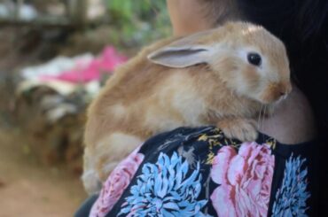 Look,where is my cute funny bunny now????Shoulders