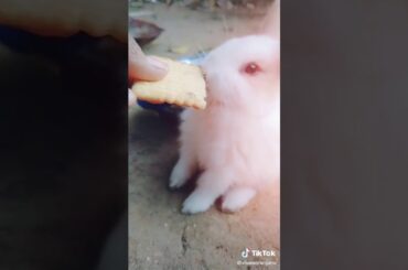 #Rabbitlover #cutebabybunny 🐰🐰🐇 cute baby bunny eating biscuit 🐰🐰