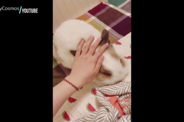 Cute and Funny Bunny Compilation 🐰 Funny Rabbit Vedios