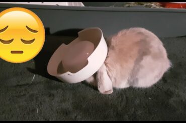 Cute Bunny gets angry at his bowl and plays with it! | Funny Rabbit |