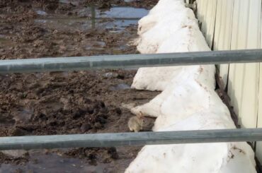 Earth day baby bunny