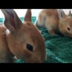 14 Day Old Baby Bunnies Playing!! *SO CUTE*