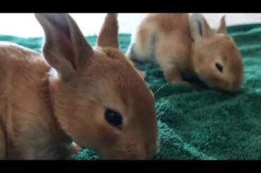 14 Day Old Baby Bunnies Playing!! *SO CUTE*