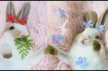 WOOW Cute and funny bunny eating Juicy CARROT leaf.One more  please
