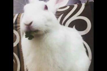 Cute bunny eating food #monubaccha