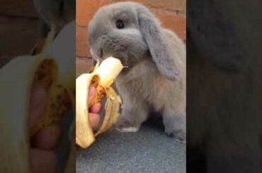 Cute rabbit enjoying a Bananna for a treat