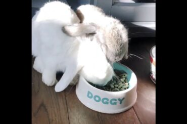 Cute bunnies having breakfast 🐰 💖