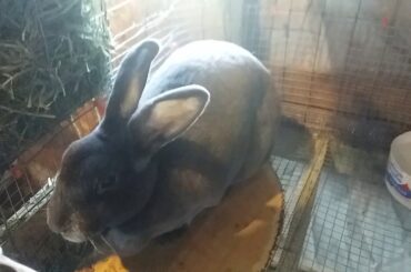 Full Meat Rabbit Growth Timeline - Birth to Butcher