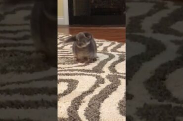走るウサギ（かわいい！)/excited pet bunny (very cute)