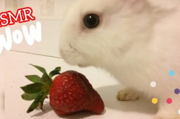 Rabbits Eating Baby Strawberry ! ASMR Cute Bunny Eating /Cute Bunny Video