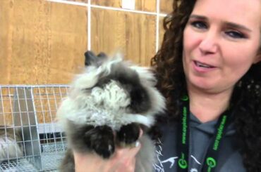 Lionhead rabbit breed: all that cuteness explained