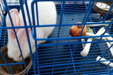 My cute 😍 rabbit ❤️