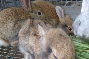 JEK PETS EP.27 / LIGAYA'S UPDATE " 23 DAYS OLD BABY RABBITS" CUTE BABY BUNNY #RABBITERO