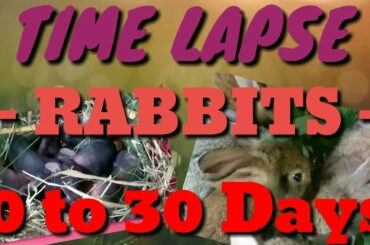 JEK PETS EP.30 / TIME LAPSE / NEW BORN RABBITS / "FROM 0 TO 30 DAYS OLD" CUTE BABY BUNNY  #RABBITERO