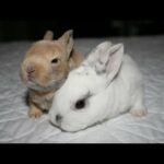 Baby Bunny - cute baby rabbits
