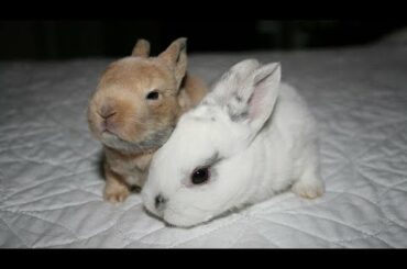 Baby Bunny - cute baby rabbits