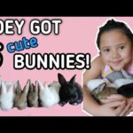 BEST PETS FOR KIDS - CUTE RABBITS!