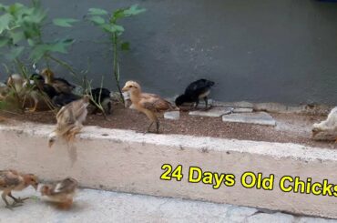 Baby Chickens Growth || 24 Days Old Baby Chicks