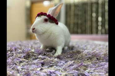 Rabbit cute picture photoshoot