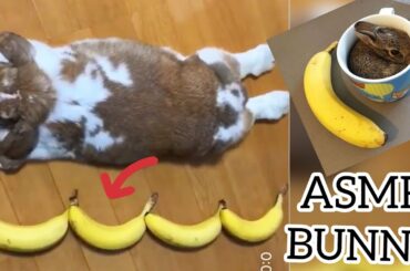 Funny and Cute Baby Bunny Rabbit Videos - Baby Animal Video Compilation (2020)