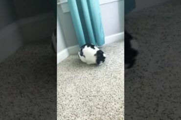 My bunny playing hide and go seek
