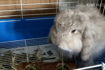 Fluffy the cute bunny