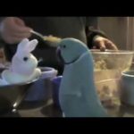 This Parrot Loves the New Bunny 😂😂😂 ❤️ | Cute animals | Cute Parrots Doing Funny Things | Cute Pets