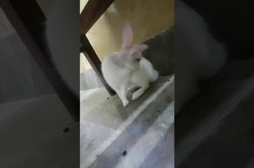 Cute bunny cleaning himself