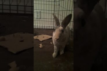 I'm going to watch YouTube then  I see this cute bunny