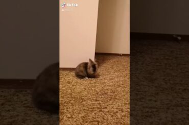 Baby bunny doing binkies