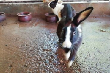 My cute bunnies after washing there cage | Relief your stress | Nature Hits