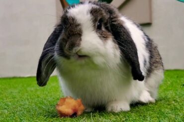 HOLLAND LOP BUNNY EATING A PEACH | SUPER CUTE